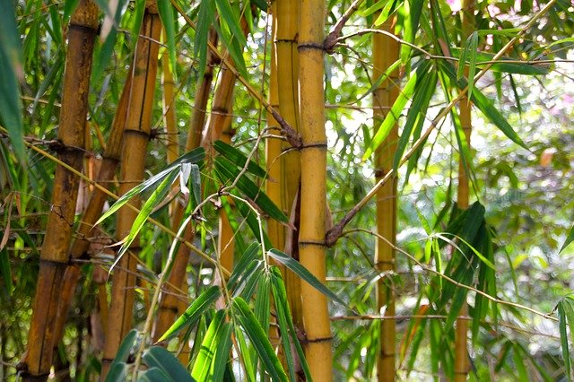 Węgiel aktywny z bambusa